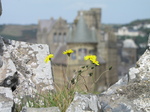 SX28523 Flowers on ruins of Aberystwyth castle.jpg